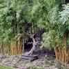 Už jste navštívili destinaci kanapaha botanical gardens? 1