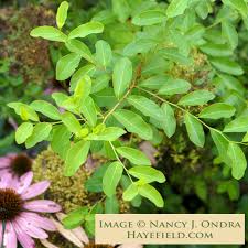 Image result for Flueggea