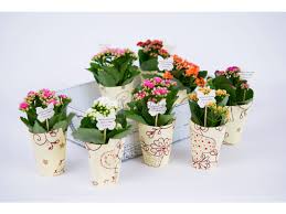 Calandiva In Hartie Flori De Vara Flori In Ghiveci Mărturii Nuntă Nunta Evenimente Plant Wedding Favors Wedding Favors Tree Favors