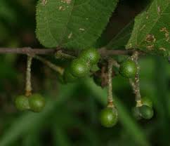 Image result for Grewia olukondae