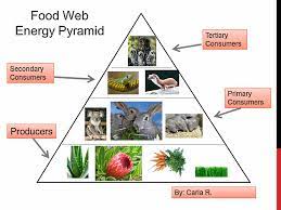 Energy Pyramid Diagram Google Search Energy Pyramid Technology Lesson Plans Technology Lesson