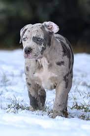 Xl pitbull bully puppy breedings monster bully kennels offers the most amazing xl bully and xl pitbull puppies. Merle Pitbull Puppy Bully Breeds Dogs Puppy Dog Pictures Pitbull Dog Puppy