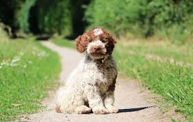 Browse the user profile and get inspired. Lagotto Romagnolo