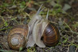 Insects have a segmented body and are covered by a hard exoskeleton. Free Photo Two Snails Insect Join Joining Free Download Jooinn