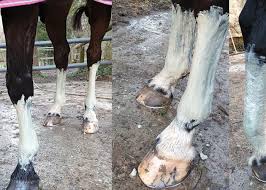 Au xix° siècle, les chevaux du célèbre cadre noir de saumur étaient traités grâce à l'argile verte (montmorillonite) en cas de tendinite. L Argile Verte Pour Le Cheval Cheval Partenaire