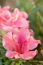 Autumn Coral Encore Azalea Plants Azaleas Evergreen Shrubs