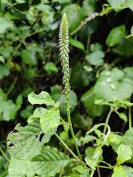 Image result for Achyranthes aspera