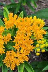 Asclepias Tuberosa Hello Yellow Yellow Perennials Asclepias Tuberosa Flowers Perennials