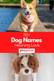 It`s always hard to choose a perfect dog name for your baby girl. Female Dog Names Meaning Love