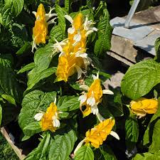 Image result for Pachystachys