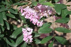 Image result for Indigofera adenoides