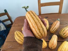 James bagget, oregon state university. Honey Boat Delicata Wild Mountain Seeds