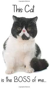 In fact, i could never have small animals around him or children. A Bicolor Exotic Shorthair Cat Is The Boss Of Me 5 X 8 Blank Lined Journal Notebook 120 College Ruled Pages Mad About Cats By Amazon Ae