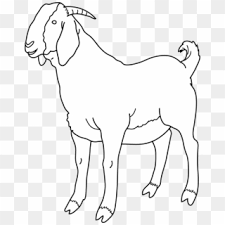 We did not find results for: Goat Clipart Transparent Background Boer Goat Coloring Pages Hd Png Download 830x1040 520561 Pngfind