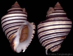 Image result for Pseudopod Ospermum