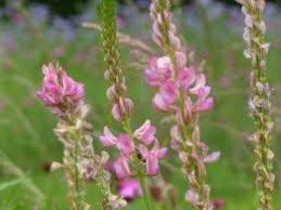 Sainfoin Jardin De Sauveterre Fleurs Sauvages Prairie Fleurie Fleurs