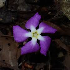 Image result for Exochaenium