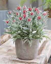 Image result for Helichrysum geminatum
