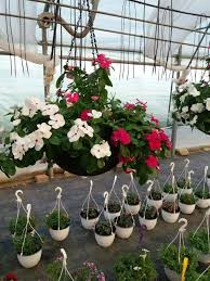 Maybe you would like to learn more about one of these? Vinca Curgatoare Este Cea Mai Producator Flori Craiova