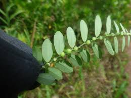 Image result for Phyllanthus fraternus