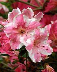 Conversation Piece Azalea Azalea Rhododendron Conversation Pie Beautiful Flowers Pictures Azaleas Flower Pictures