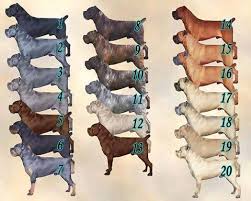 The cane corso has higher adaptability. Cane Corso Colours Colours Not Garmon Cane Corso Facebook