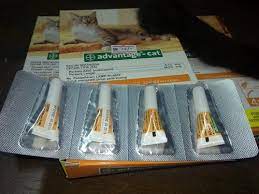 Kalau tak perasan simptom kutu kucing ni, kena sediakan ubat kutu kucing sama ada dalam bentuk spray atau sapu. Ubat Kutu Kucing Advantage Jurupulih 2