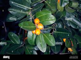 Image result for Putranjivaceae