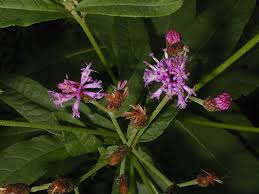 Image result for Vernonia