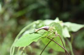 Image result for Ceropegia meyeri-johannis