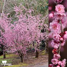 Plum is a small, branched, deciduous tree that grows about 9 to 15 m (29 to 50 ft.) tall. Plum Flowering Blireana Potted Perth Wa Online Garden Centre