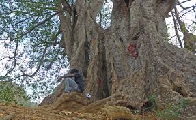 Dia Mundial da Árvore assinalado hoje com palestras e plantação de duas mil  espécies de árvores