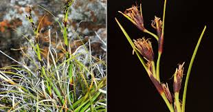 Image result for Costularia