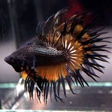 Pin Oleh Marianne Sans Di Beautiful Betta Fish Ikan Cupang Ikan