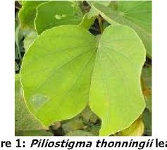 Image result for Piliostigma thonningii