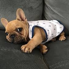 Pin By Nakia Pierson On French Bulldog Puppies French Bulldog Puppies Bulldog Puppies Baby Dogs