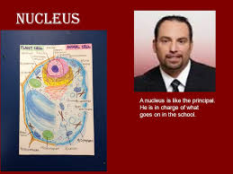 We did not find results for: A Cell Is Like A School Ppt Video Online Download