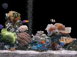 Fond D Ecran Gratuit Aquarium Qui Bouge En 2020 Fond Ecran Gratuit Aquarium Fond Ecran Nature .tulipes fond d'écran animé ne pèse que , cette application ne nécessitera que très peu d'espace sur votre smartphone. fond d ecran gratuit aquarium qui bouge