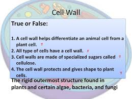 Maybe you would like to learn more about one of these? What Part Of A Cell Holds Water Which Of The Following Plant Cells Has Strong Turgor Pressure How Does Turgor Pressure Affect A Plant Intro Ppt Download