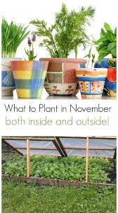 What To Plant In November Both Inside And Outside Winter Vegetables Gardening Fall Garden Vegetables Growing Winter Vegetables