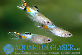 Image result for Aneilema spekei