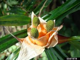 Image result for Pandanaceae