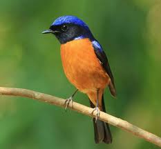 Rufous Bellied Niltava Found In Many Places Including Bangladesh India China And Thailand C Alex Vargas Animais Aves Passaro