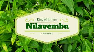 Plant used to treat various kinds of diseases like common cold, fever, liver. Nilavembu King Of Bitters Yogis Herbs