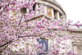 Maybe you would like to learn more about one of these? Where And When To See Cherry Blossom In London Londonist