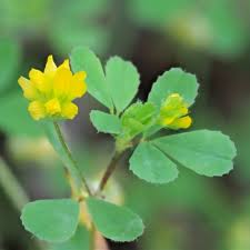 Image result for Trifolium dubium
