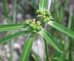 Image result for Euphorbia heterophylla