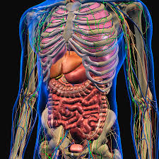 Anatomy of the chest, abdomen, and pelvis was produced in part due to the generous funding of the david f. Male Internal Anatomy Of Chest Photograph By Hank Grebe