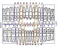 human teeth dental charts bradford family dentistry