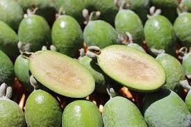 Feijoa Gemini Scoop Young Plant 1 Year Pepiniere Atmosvert Fr Fruit Goyave Fruits Exotiques Goyave Fruit